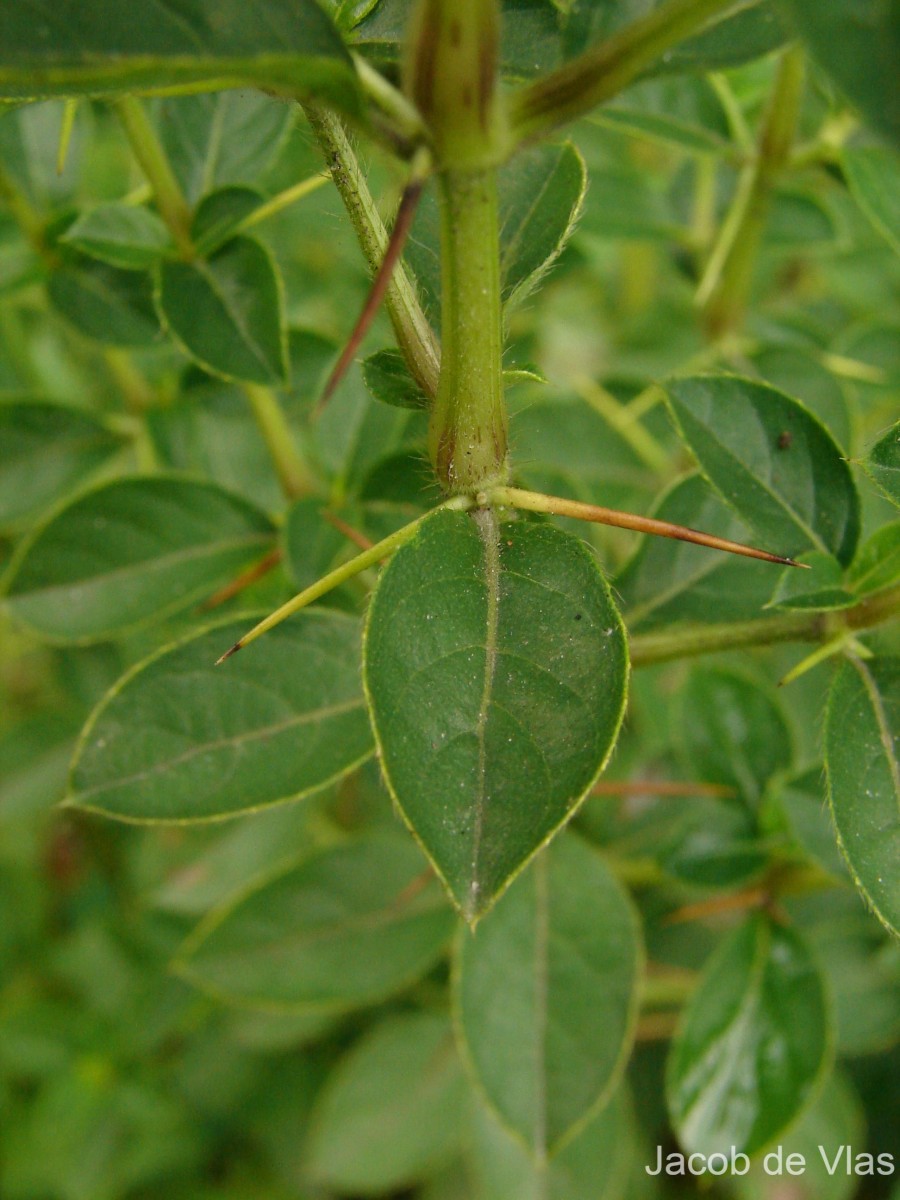 Barleria mysorensis B.Heyne ex Roth